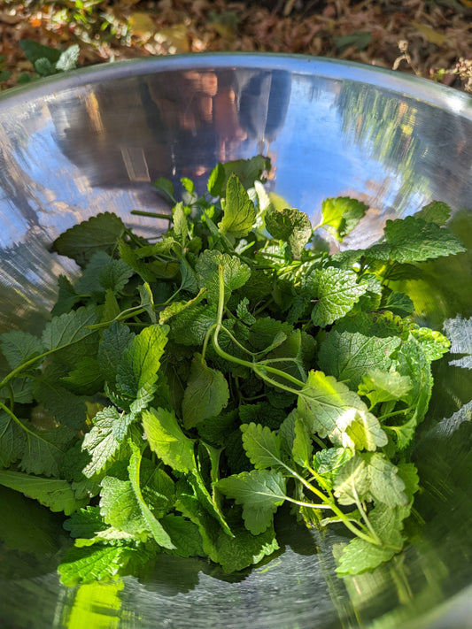 Lemon Balm - Herb Spotlight