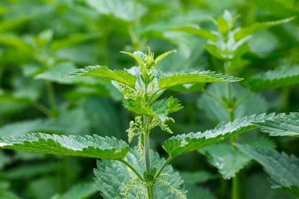 Herb Spotlight: Nettle